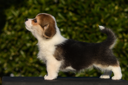 Siwa Oasis of Treowecorgi