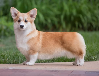 Sterling Rise N Shine