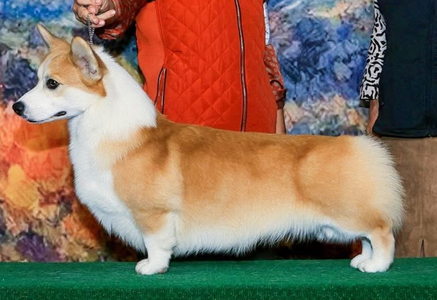 Sterling Say It Twice