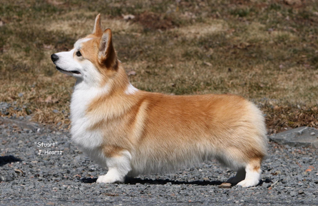 Stonecroft's Star Seeking