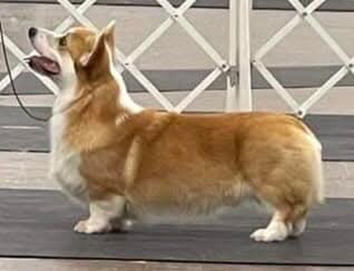 Stonecroft's Star Shine