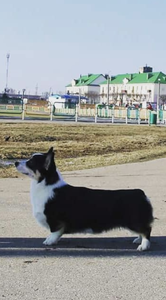 Style Life Breakaway For Akswell