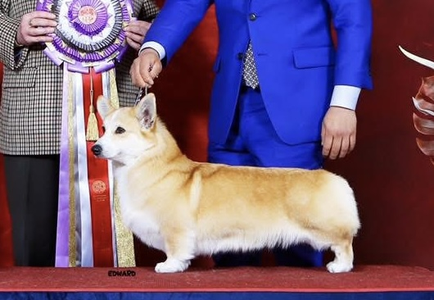 The Goodboy Lovely Catherine