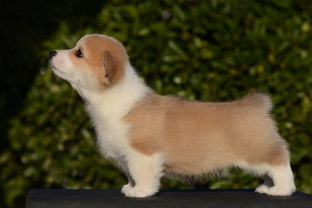 The Wise Baobab of Treowecorgi