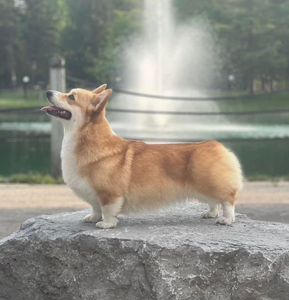 Tiva Just Dance Corgiband