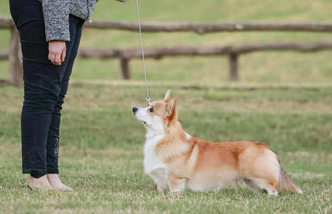 Tooshort Roll With It