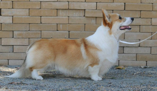 Trehilyn Dream Sequel