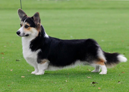 Trehilyn Night In Tuscany