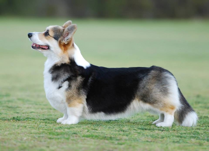 Trehilyn One Perfect Day