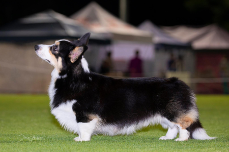 Trehilyn Spirit In The Skye