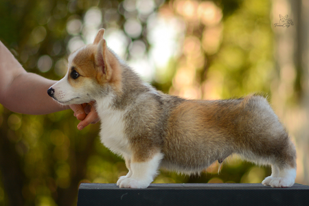 Trolltunga of Treowecorgi