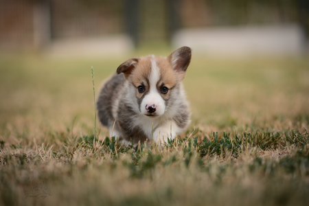 Trolltunga of Treowecorgi