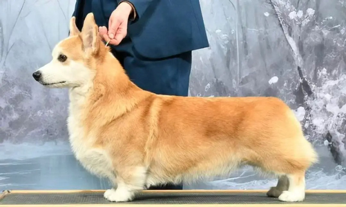 Image Broken