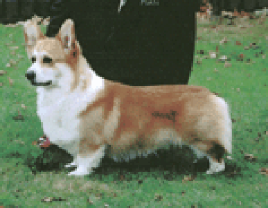Image Broken