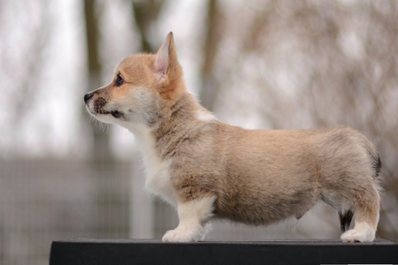 Ubbe Ragnarsson of Treowecorgi
