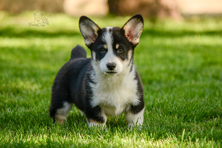 Varenne of Treowecorgi