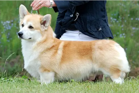 Vuedor Any Dream Will Do