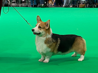 Wallfugh Just a Zigzag to my Heart