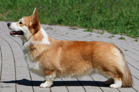 Wallfugh You Mako Me Smile