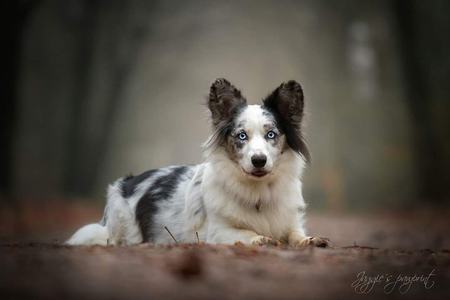 Welshclan's Maeve Maude