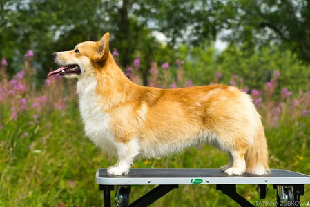 Welshcorgimania Morning Glori