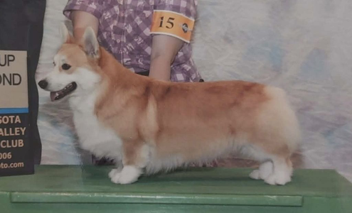 Widifox Calloway Armani