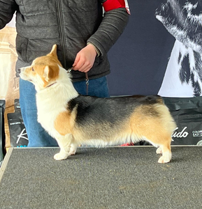 Wilow Of Sunrise Inu