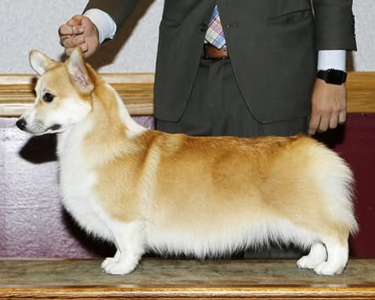 Wind Dials Indian Summer