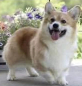 Image Broken