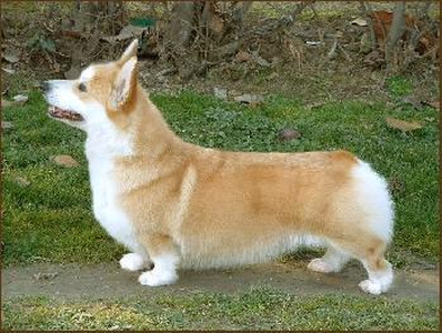 Woodhenge Star Princess