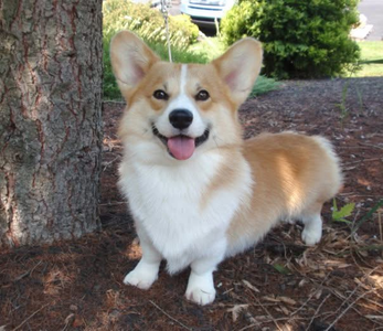 Wynfox Captain Henry St. James