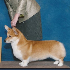 Wynfox Lion In Winter