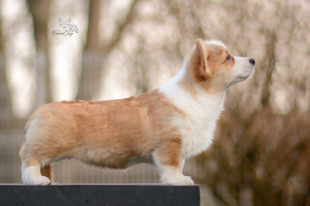 Yrsa Östendottir of Treowecorgi