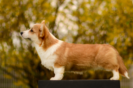 Yrsa Östendottir of Treowecorgi
