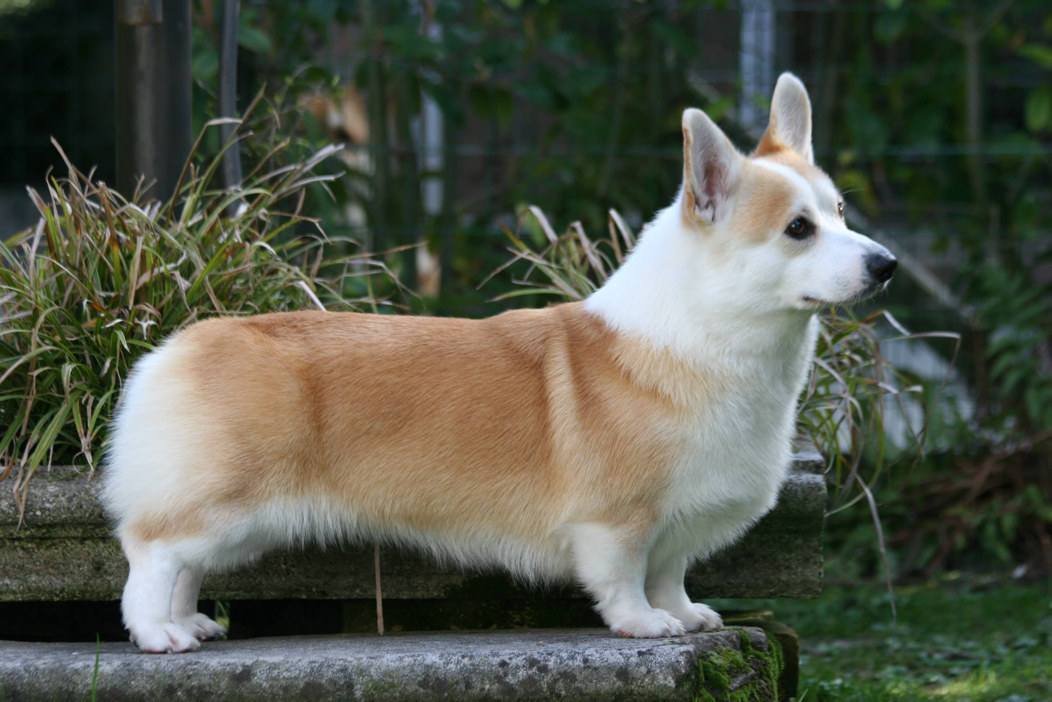 Pedigree