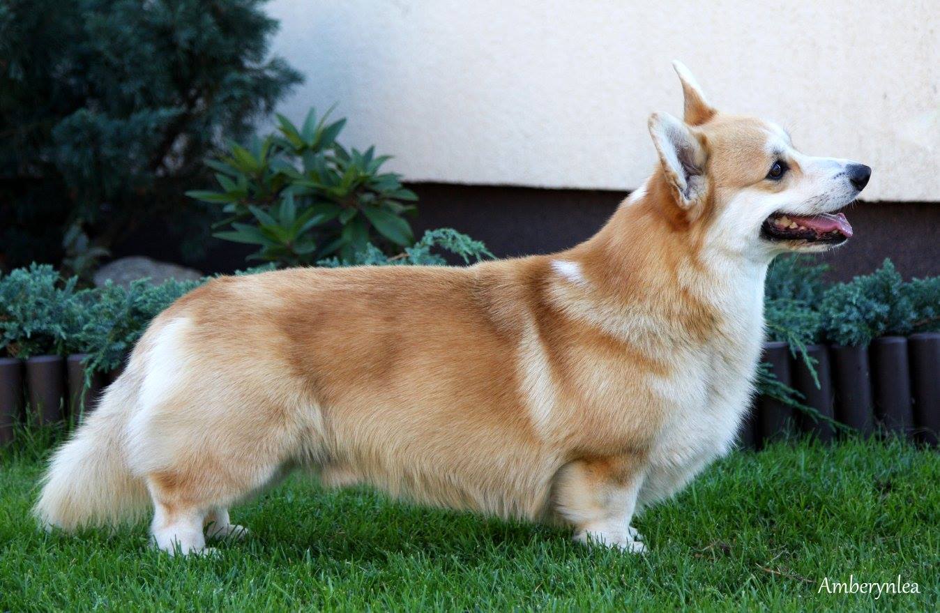 Pedigree