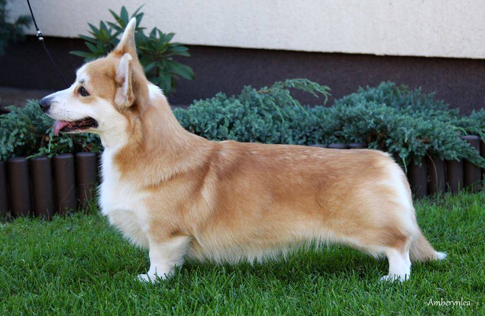Pedigree