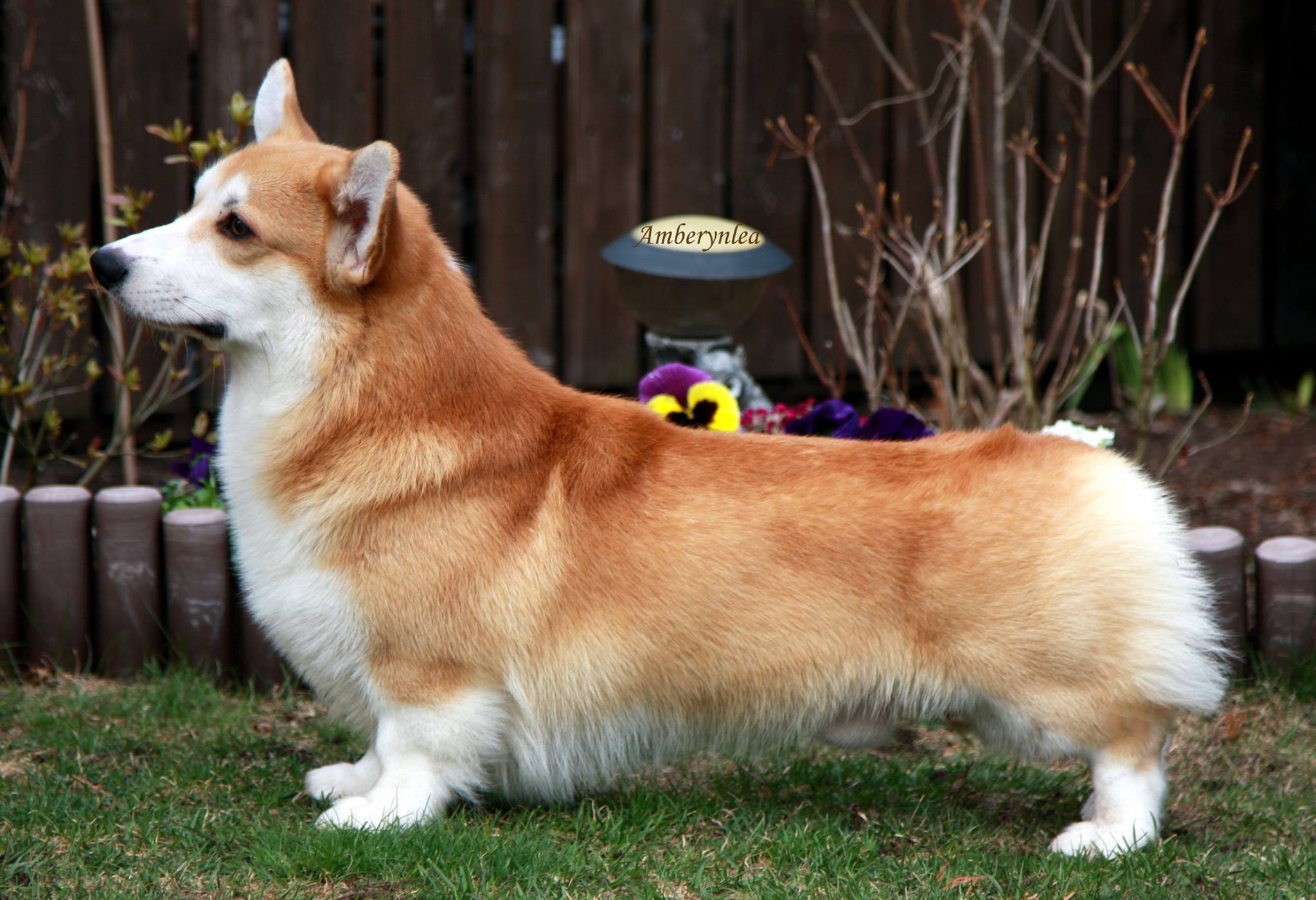 Pedigree