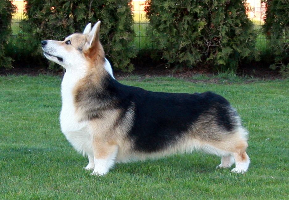 Pedigree