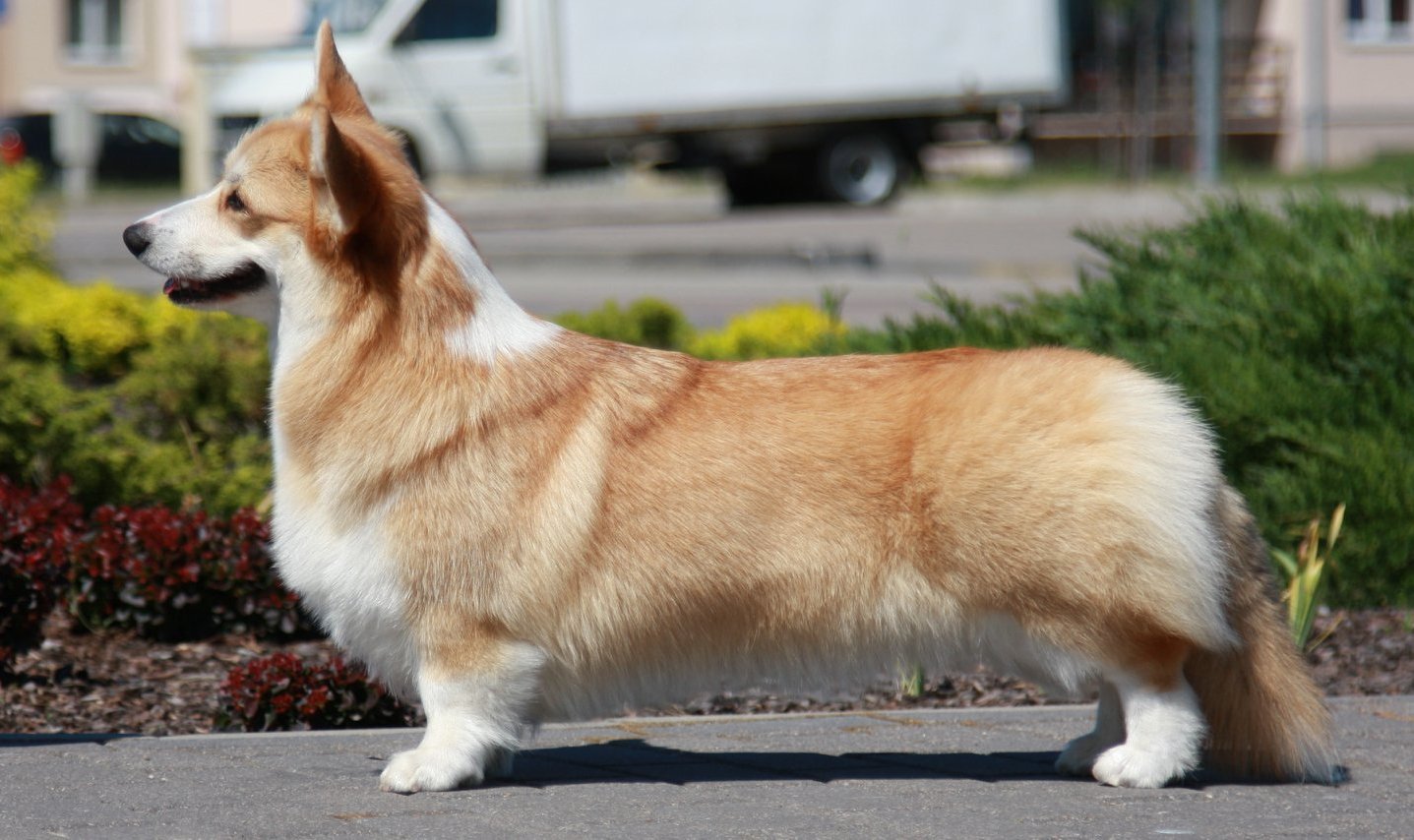 Pedigree