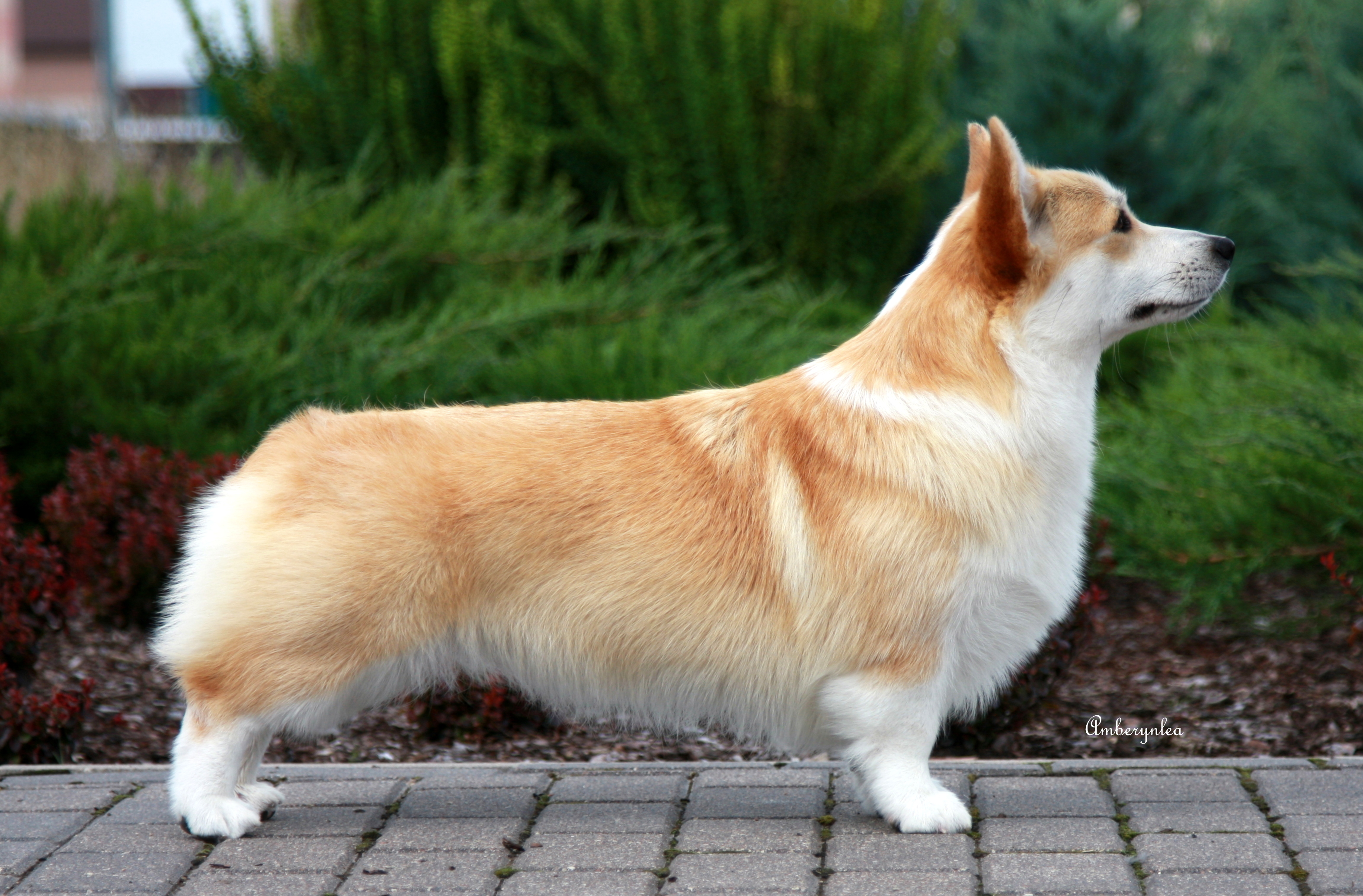 Pedigree