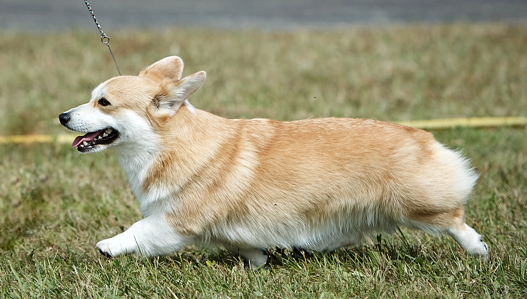 Pedigree
