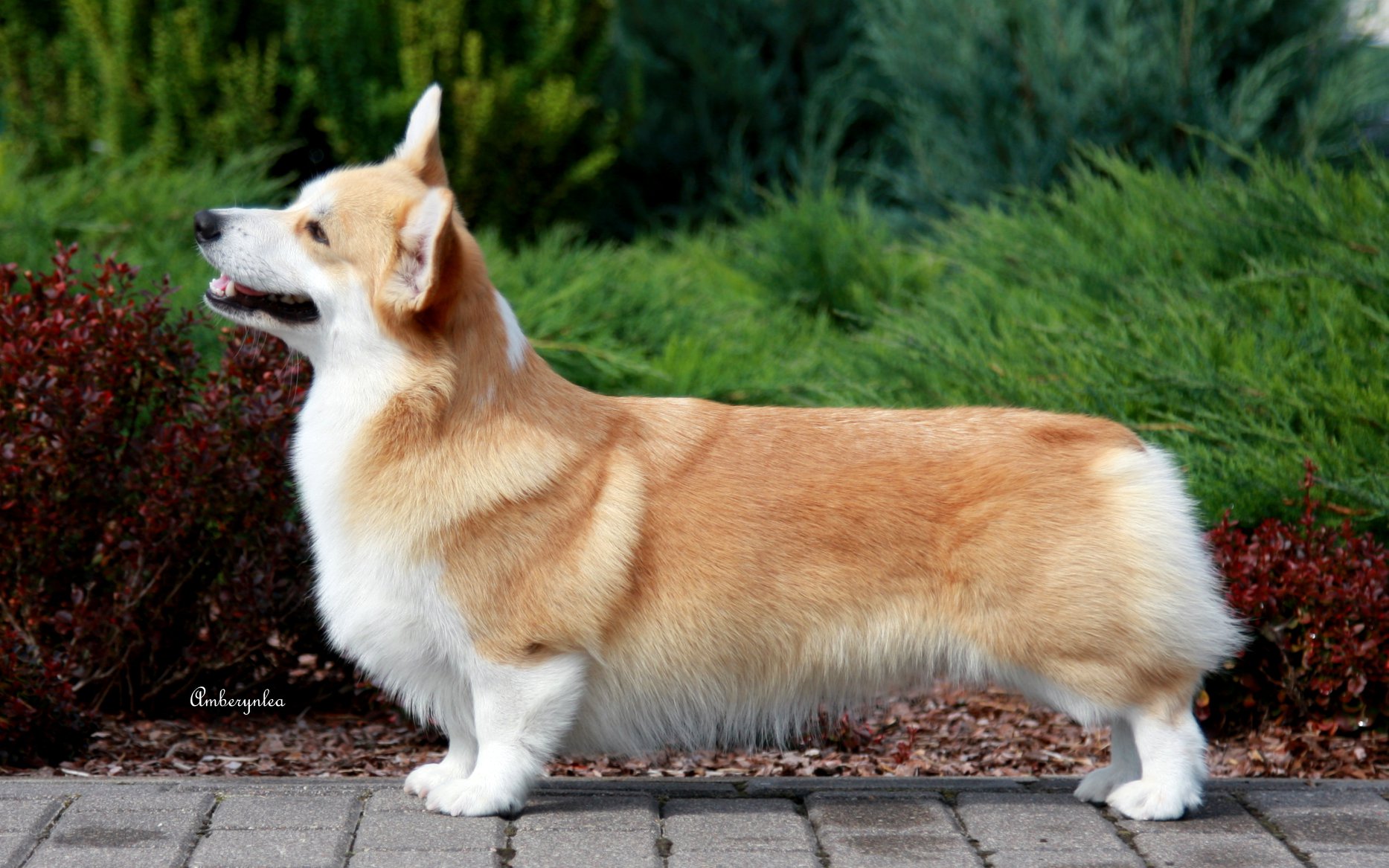 Pedigree