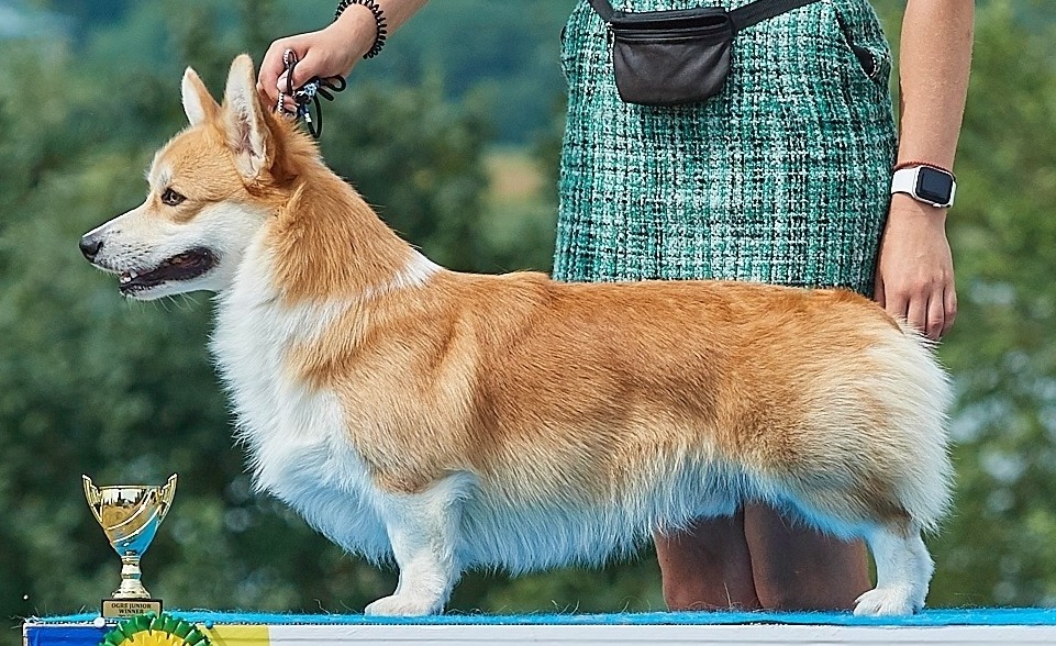 Pedigree