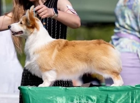 Pedigree