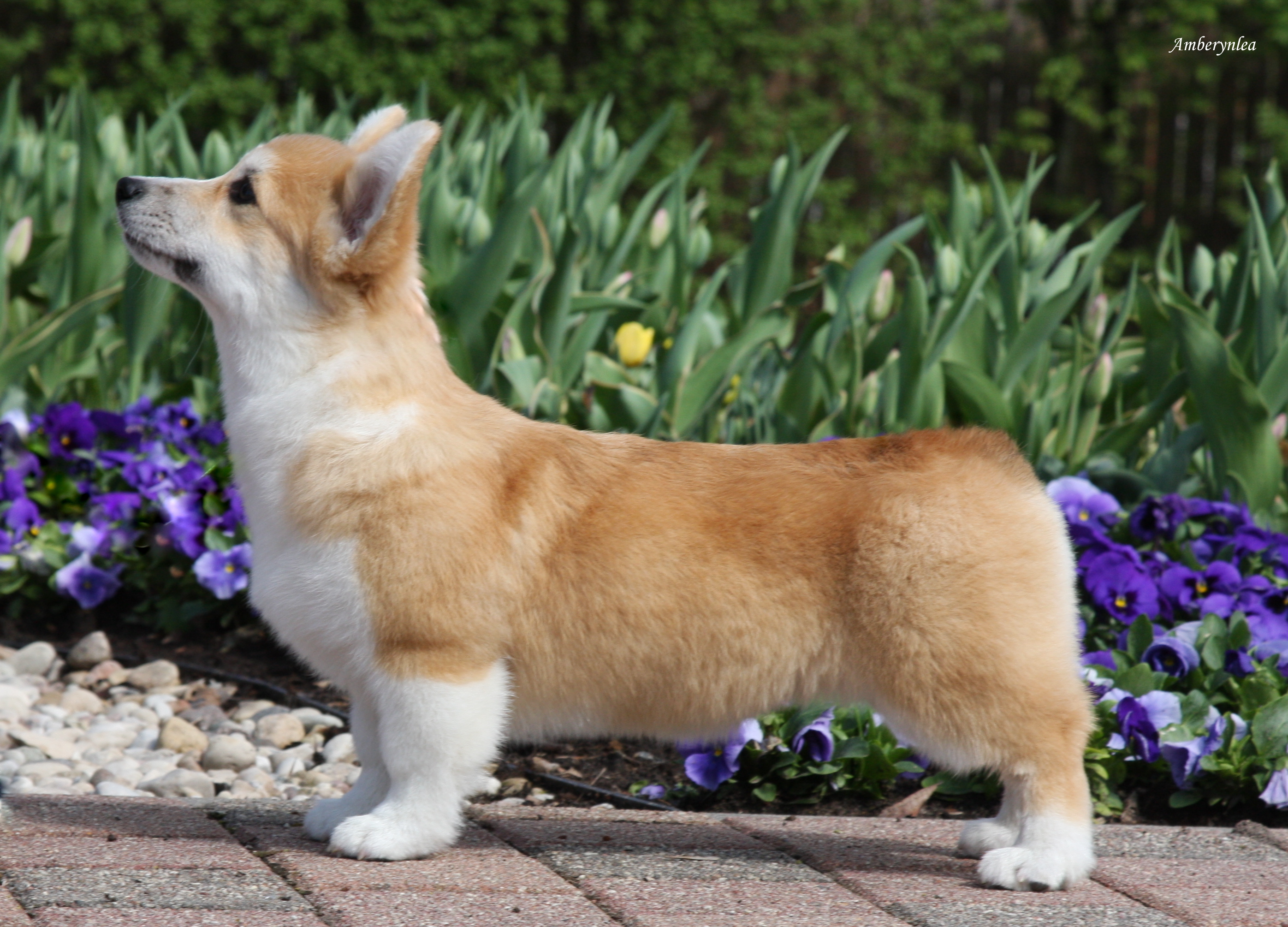 Pedigree