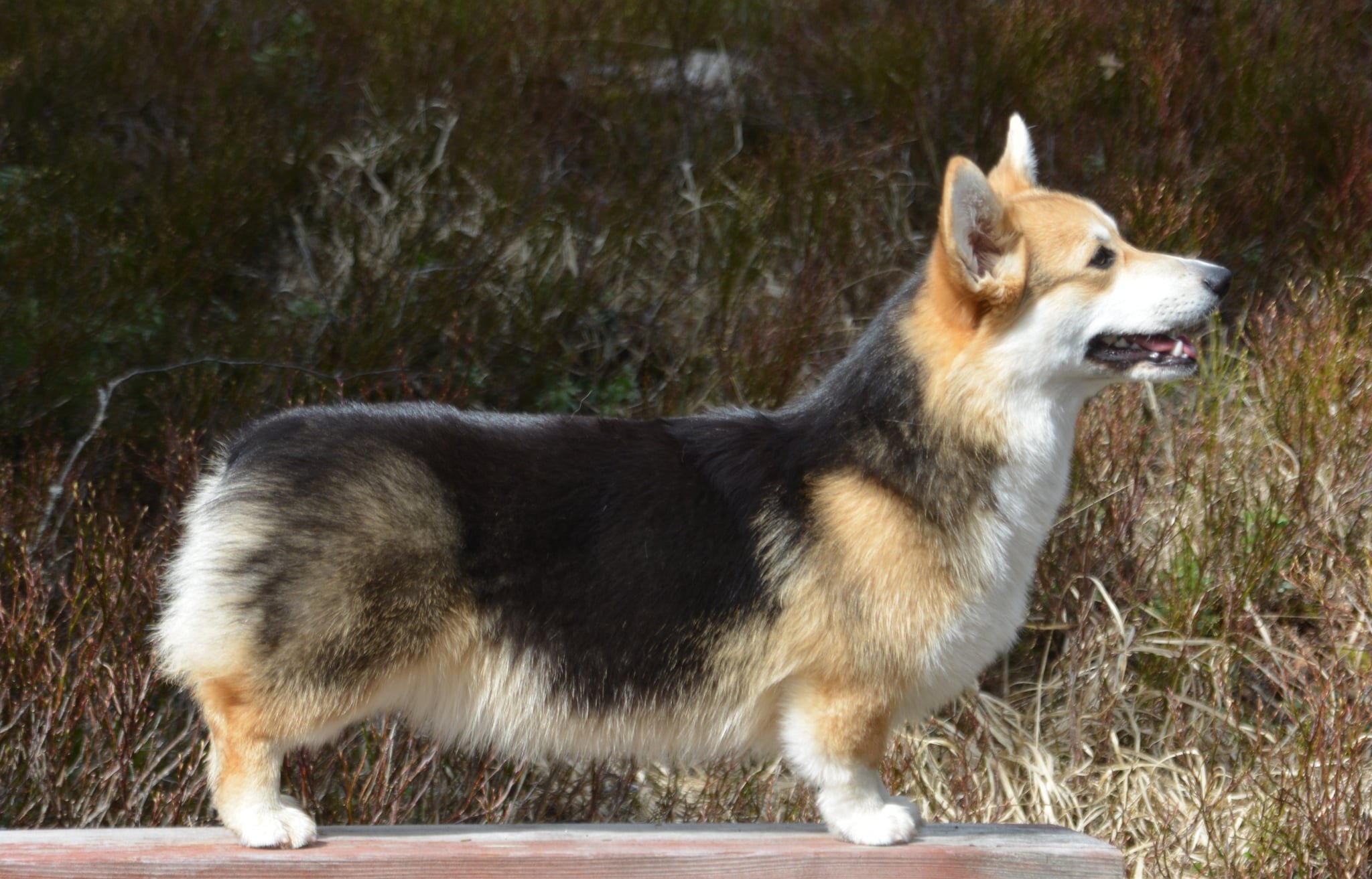 Pedigree