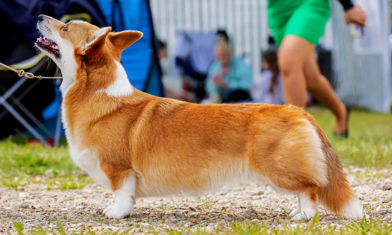Pedigree