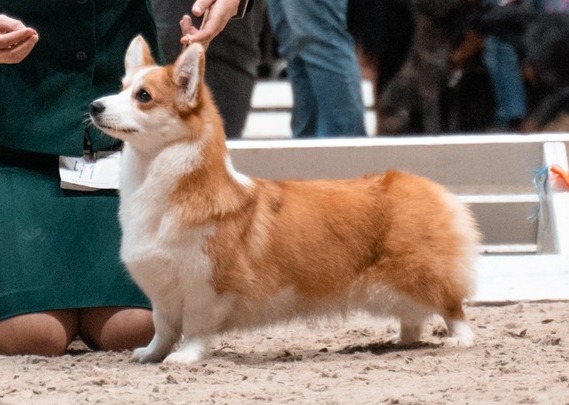 Pedigree