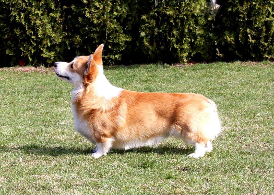 Pedigree
